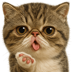 Grossly ugly cute17(Exotic Shorthair3)