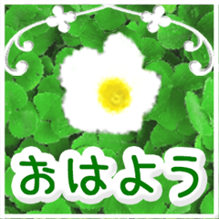 POPUP flower message - green revise