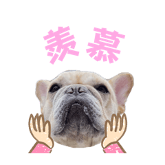 吉利夥伴日常