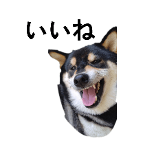 イケメン　黒柴犬　フェル　柴犬　毎日18