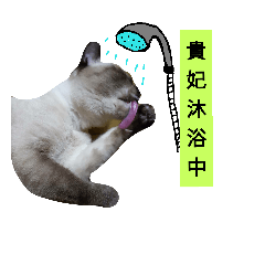 Siamese cat from taiwan -5