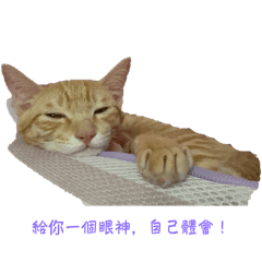 肉粿&碗粿の日常