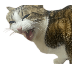 咪咪冒冒的貓生