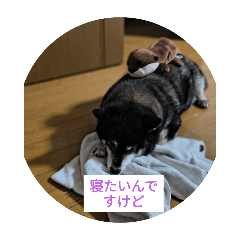 neko_20250727094627