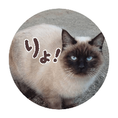 SACHI_20250727082931