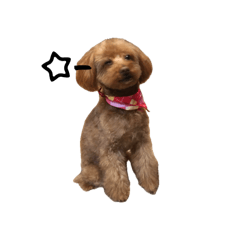Smart toy poodle Ramuchan