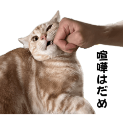 kitty_20250727162148