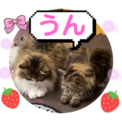 Alice_20250727162326