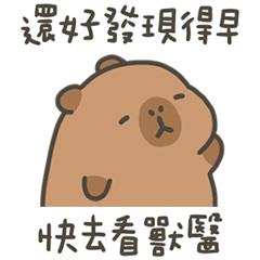 卡比巴拉肥水豚發現得早