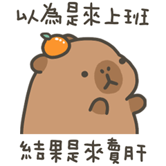 卡比巴拉肥水豚以為來上班