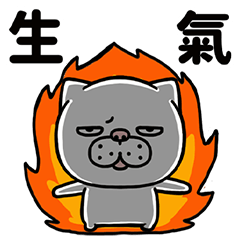 斜眼小貓日常生活