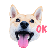 shibainu Himechan 2