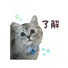 cherry_20250728103944