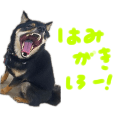 PokoKako