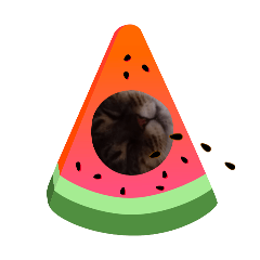 koko_20250728124336