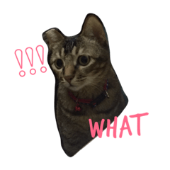 CatCatCatttt2