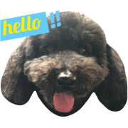babyDOG-PiDan