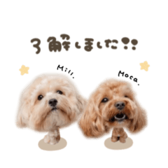 uchinoko_honpo._20250728113455