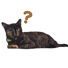 喵星人來報到！