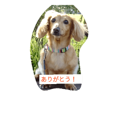 Dachshund marron