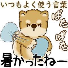 柴犬 2025 「飛び出す」よく使う言葉