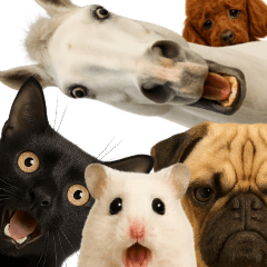 Various animal facial expression stamps