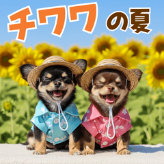チワワの夏！