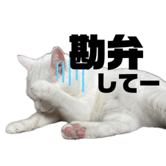 michan_20250727222113