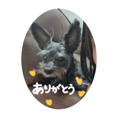 koto_20250728185320