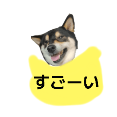 イケメン黒柴犬　柴犬　褒めるデカ文字　16