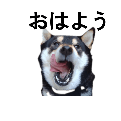 黒柴犬　柴犬　イケメン毎日　癒し18
