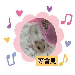 可愛鼠寶貝米菲超萌貼圖