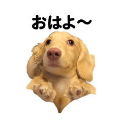 LULU_20250728150731