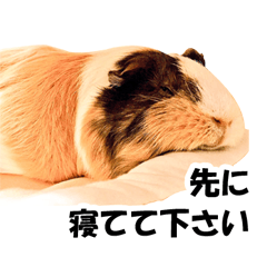 NANA-chan, my dear guinea pig