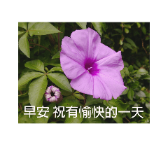 牽牛花拍照記錄 Line貼圖 Line Store