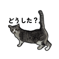 HALKA_20250729013514