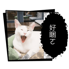 非常隨性的一組貓貓