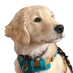 Golden Retriever puppy, Momo