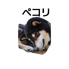 黒柴犬　柴犬　イケメン　フェル　19
