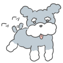 Miniature Schnauzer Shunao