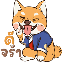 Little Shiba cute little dog