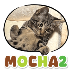 Bengal Cat Mocha Sticker 2