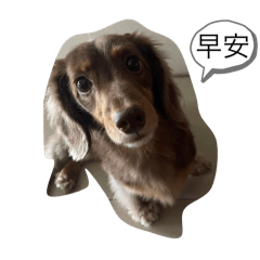 黑糖與奶茶竹北