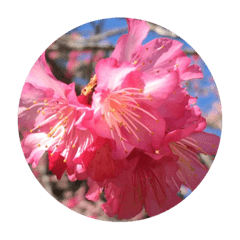 flowerstamps