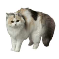 Kinako_20250728221119