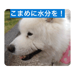 Animated stickers    Animal& creation