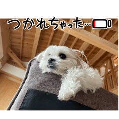 TONTON_20250729061749