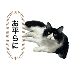 ももちゃんでち2