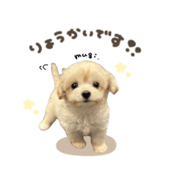 uchinoko_honpo._20250729080004