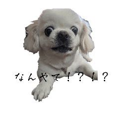 Kuu-chan in Kansai dialect